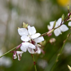 Luminosite florale : Fleur de Gaura en pose macro details captivants et fond bokeh