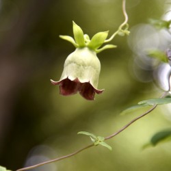 Elegance veneneuse : Lintensite dune belladone en macro avec un fond bokeh