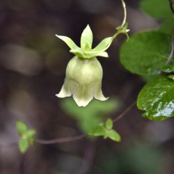 Nature envoutante : Decouvrez la beaute captivante dune belladone en macro 