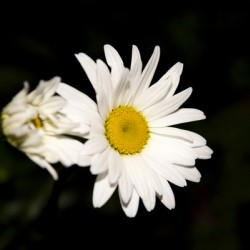 Marguerite a minuit