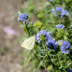 Natures Delight: Butterfly and Purple Flowers