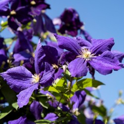 Plante mauve clematis