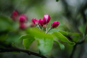 Flowers closeup