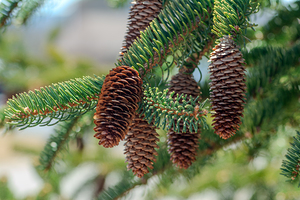 fir tree with cones 5