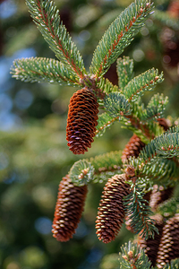 fir tree with cones 4