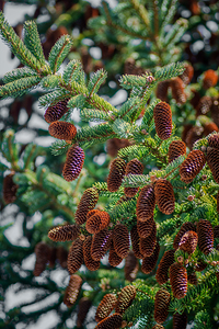 fir tree with cones 7