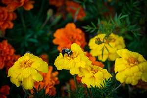 bee and flowers 7