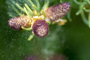 The Beauty of Nature