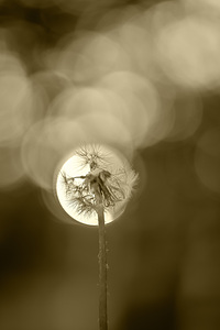 The Beauty of Nature