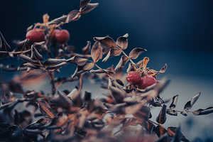 Rockwood Park In Saint John 16