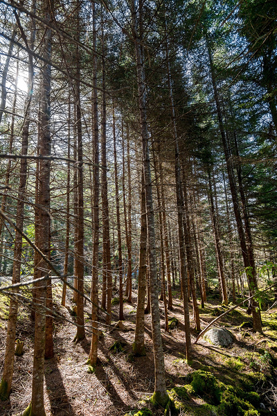 The Beauty of Nature Print