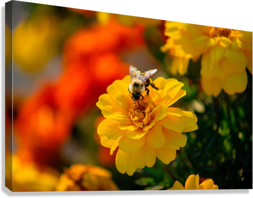 bee and flowers 2 Canvas Print