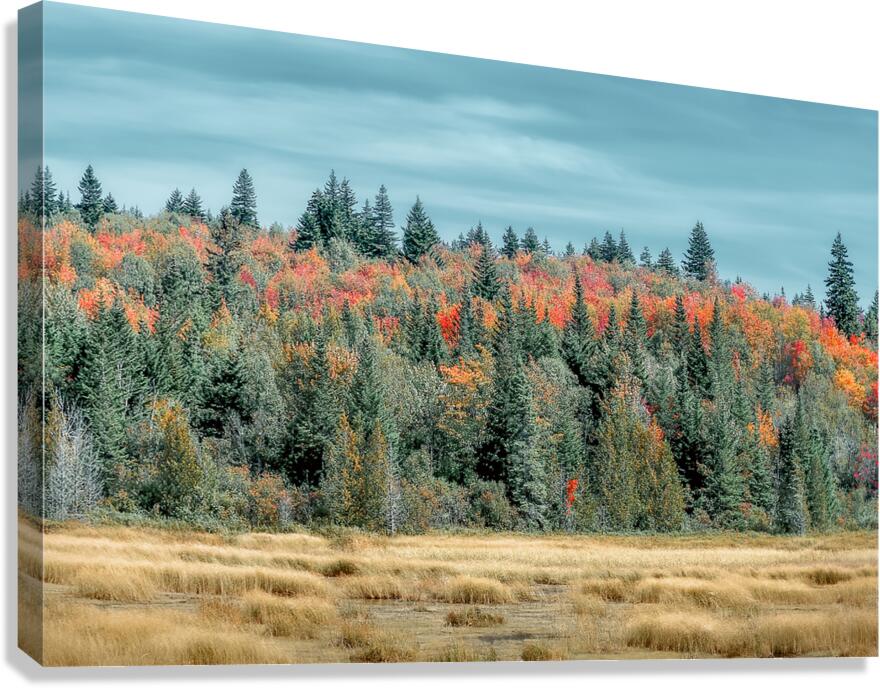 Red trees Canvas Print