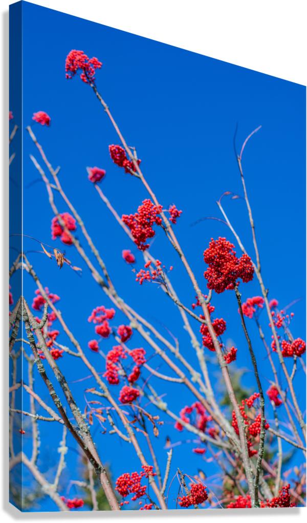 Blue 3 Canvas Print