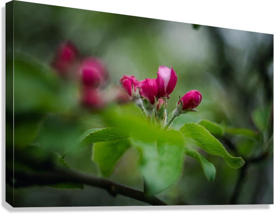 Flowers closeup Canvas Print