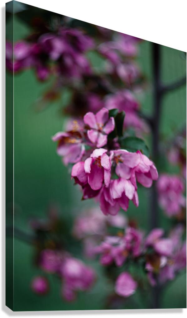Flowers closeup 13 Canvas Print