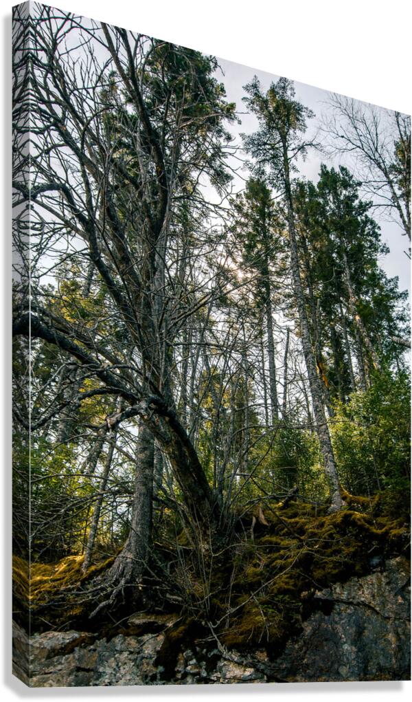 Wild Canvas Print