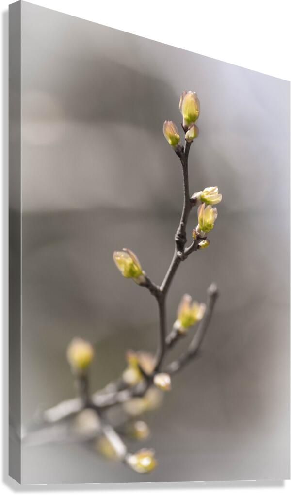 Branch Canvas Print