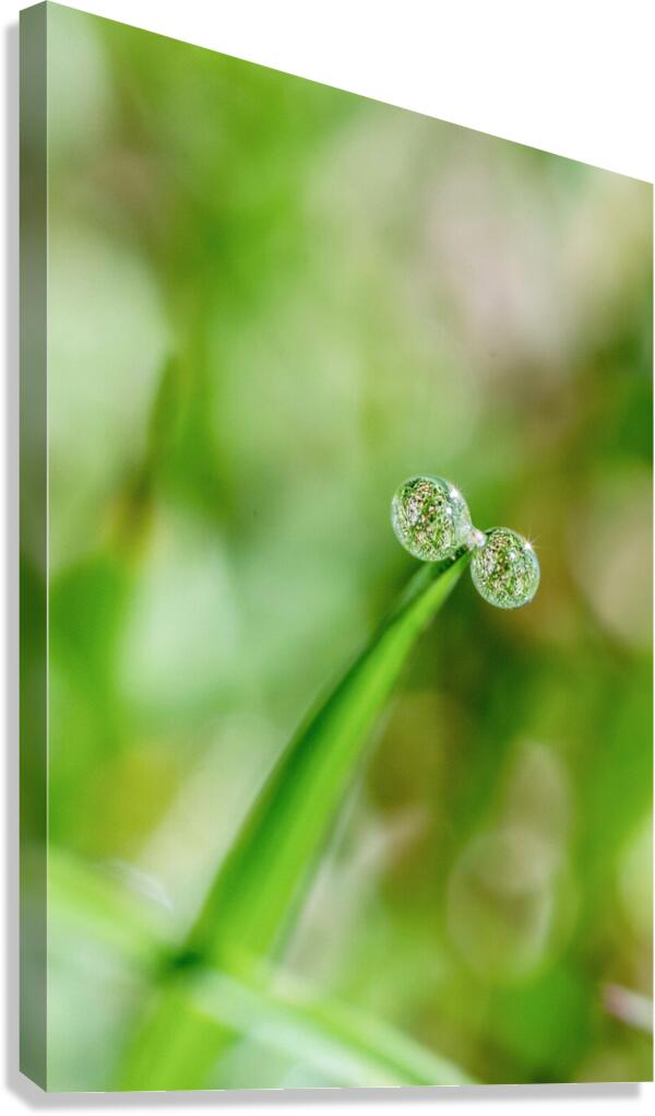 Drops Canvas Print