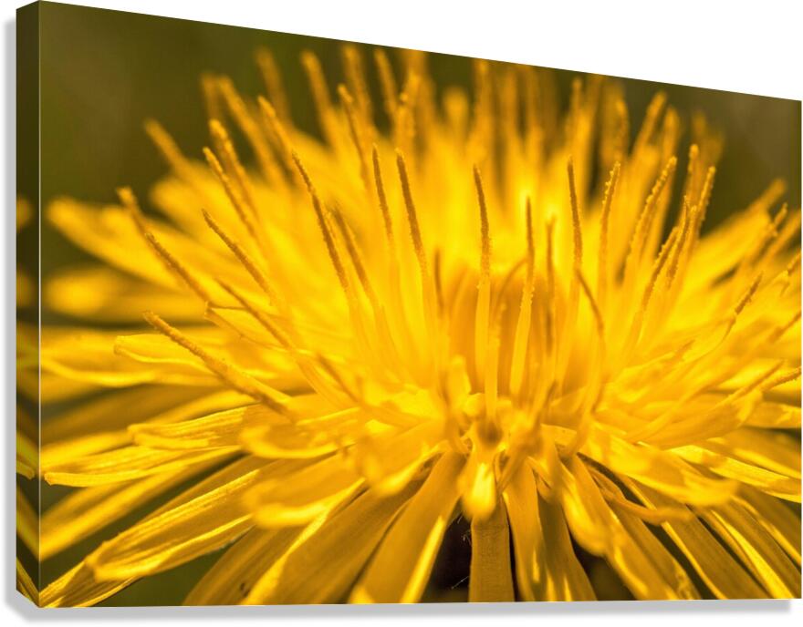 Dandelion Canvas Print