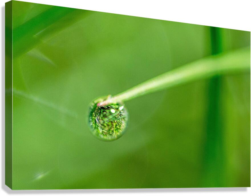 Drops Canvas Print