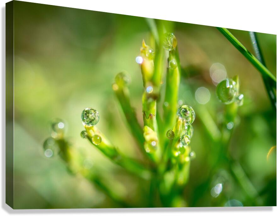 Drops Canvas Print
