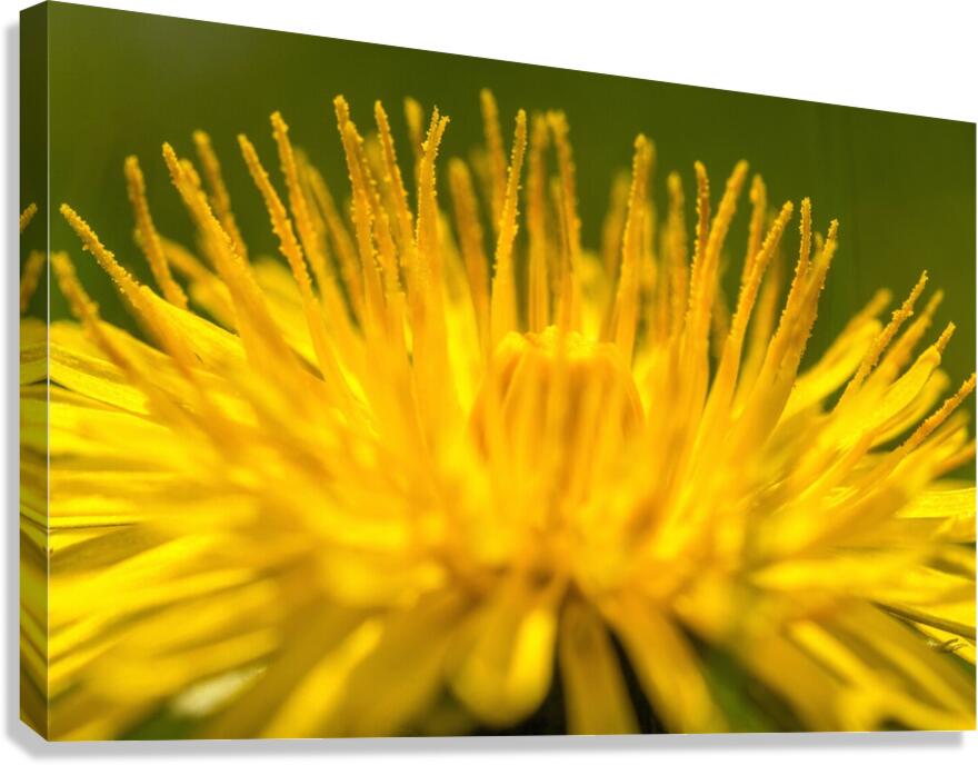 Dandelion  Canvas Print
