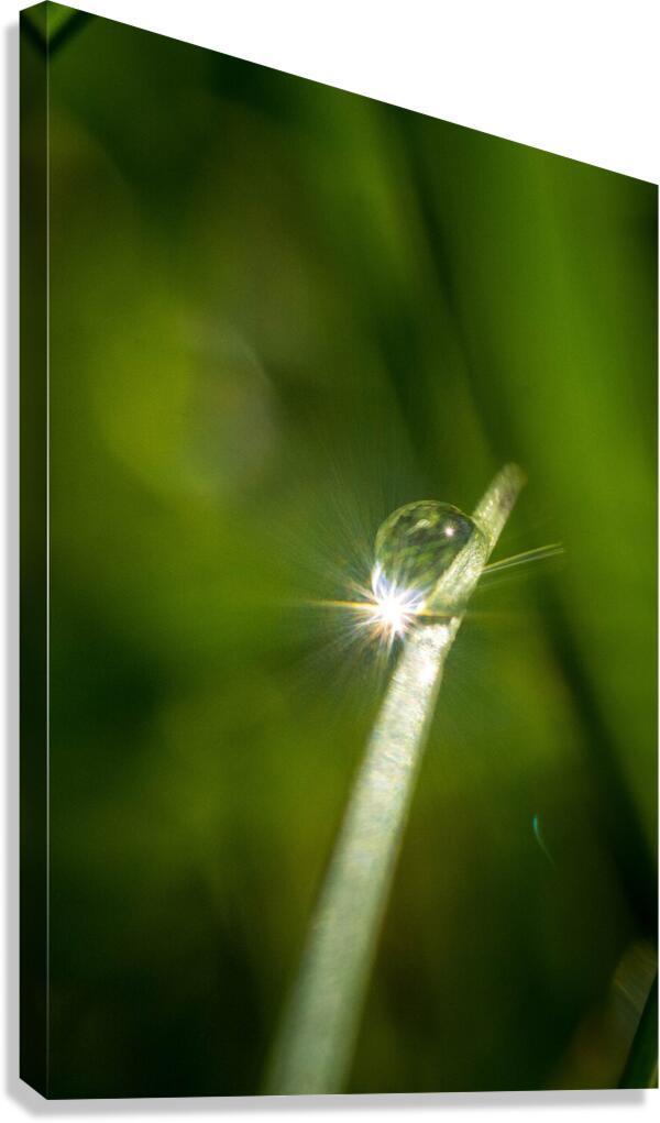 Drop Canvas Print