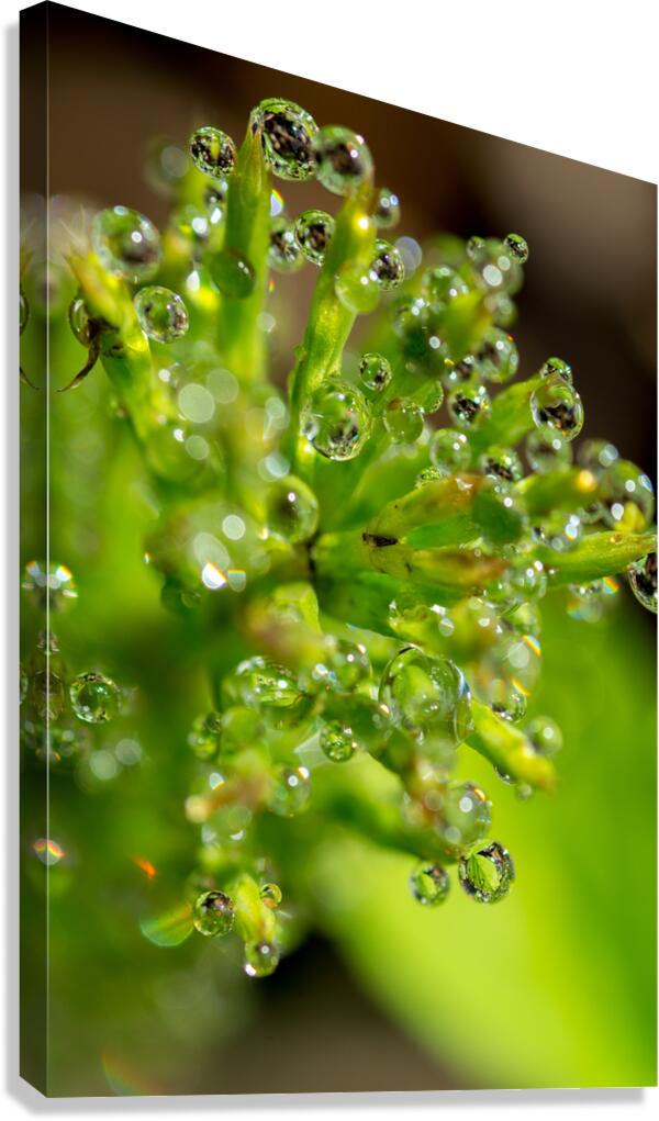 Drops Canvas Print
