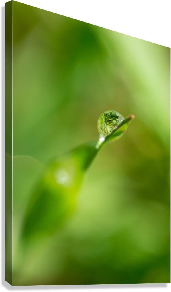 Water drop Canvas Print