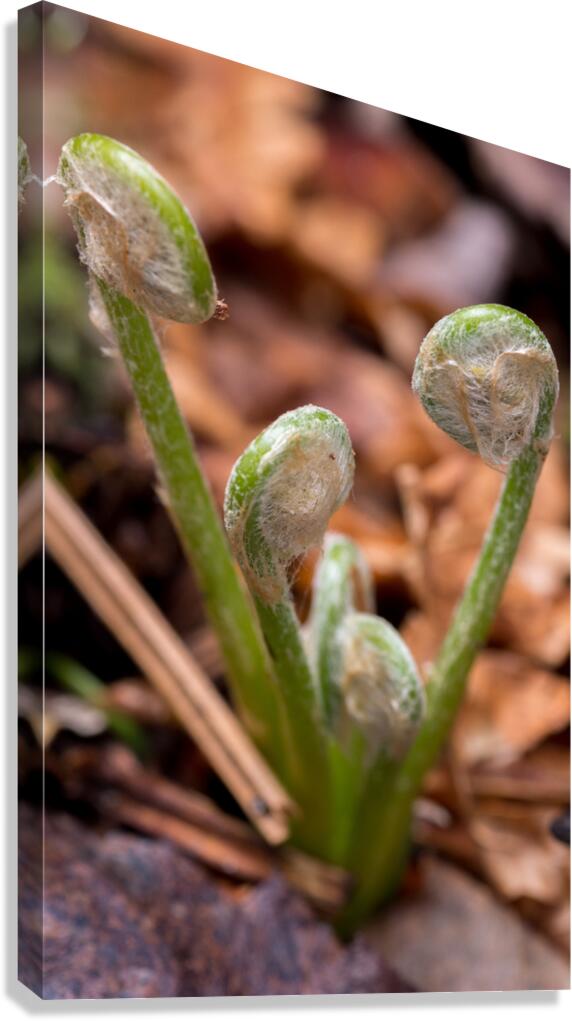 Sprout  Canvas Print