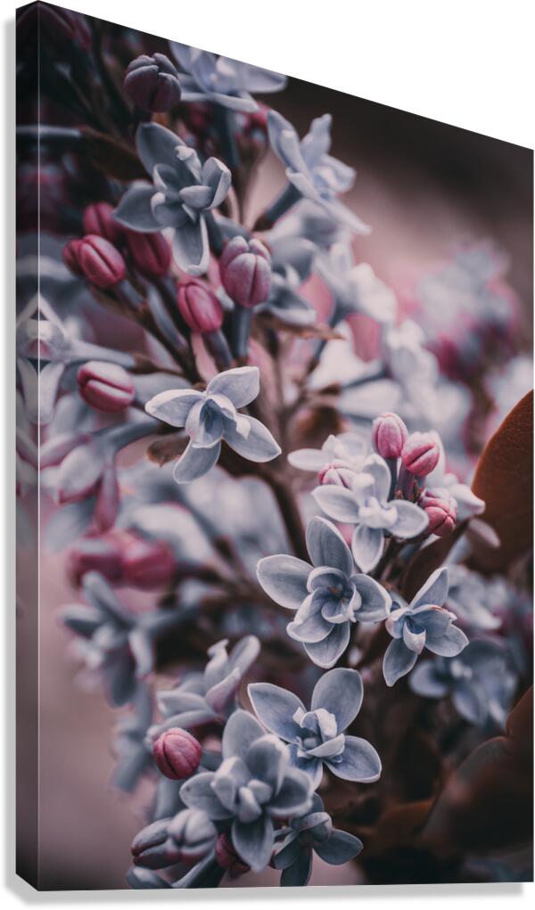 Flowers Canvas Print