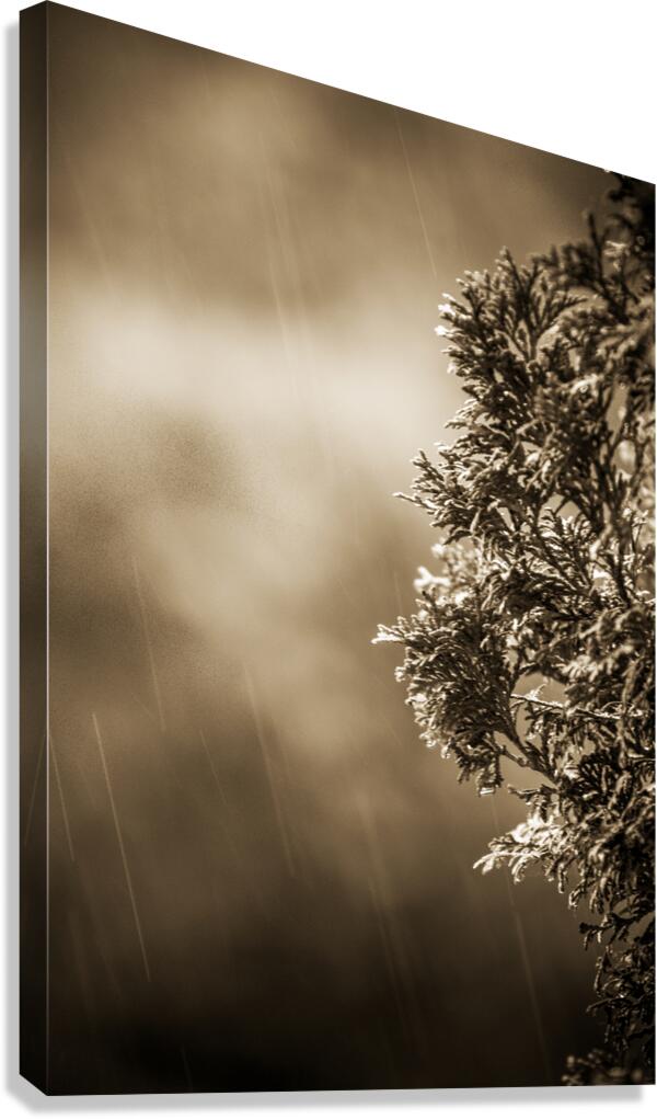 Rain Canvas Print