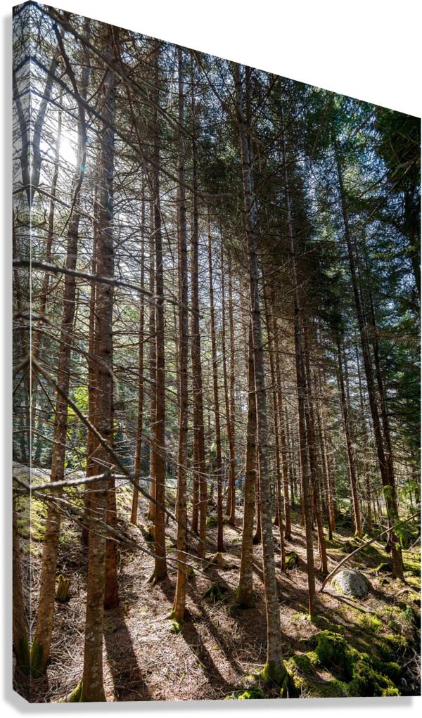 The Beauty of Nature Canvas Print