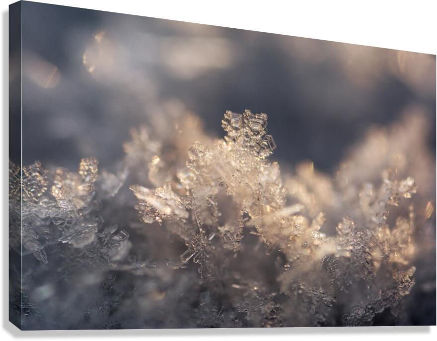 Snowflake Canvas Print