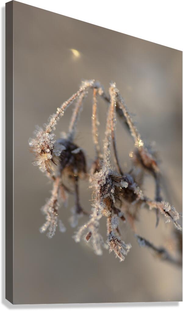 Snowflake Canvas Print