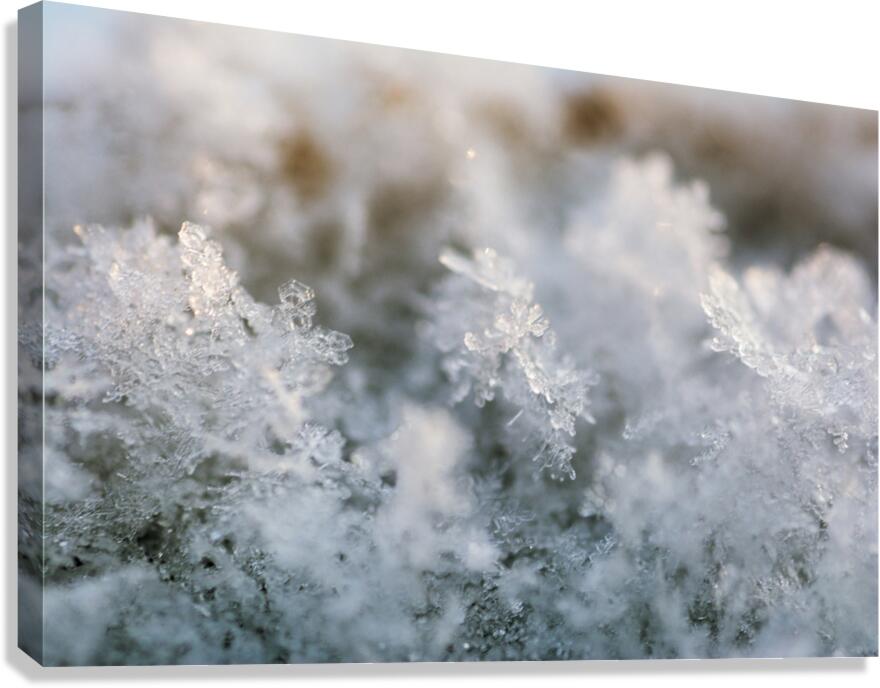 Snowflake Canvas Print
