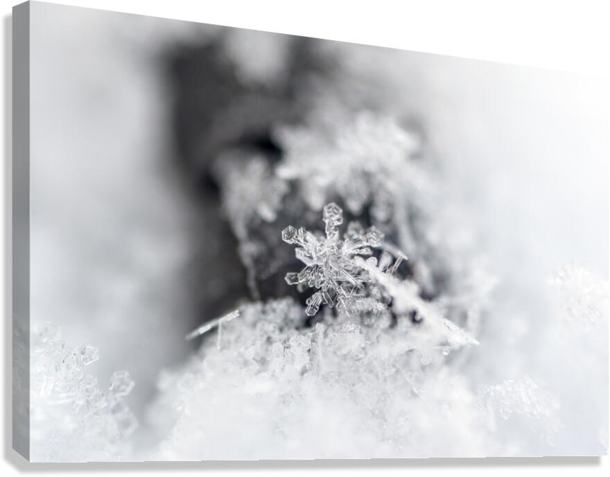 Snowflake Canvas Print