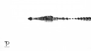 High Key with Crocodile Print