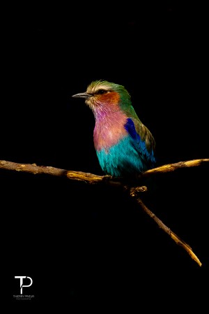 Lilac Breasted  Roller