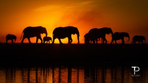 Silhouettes