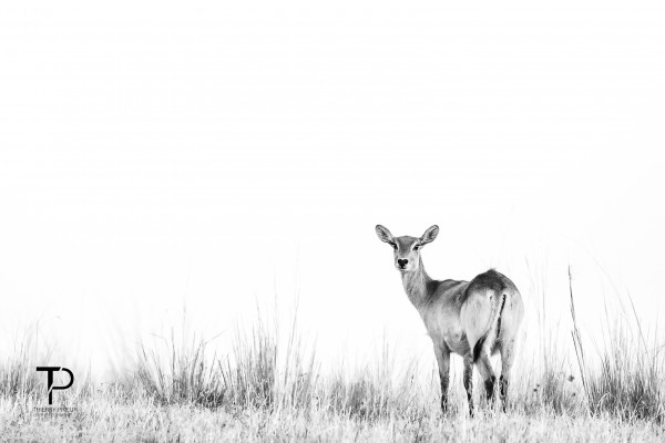 High Key with Lechwe Print