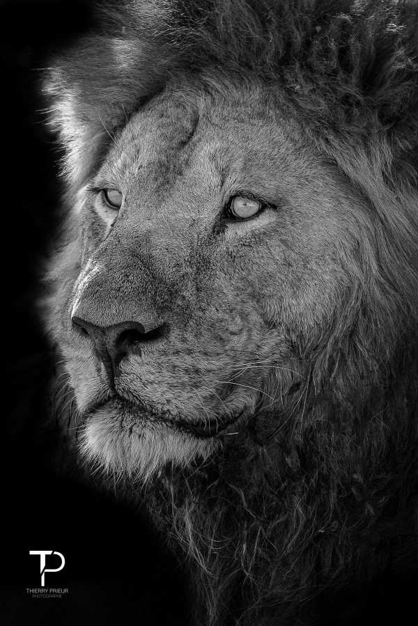 King Print