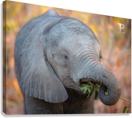 Adorable Canvas Print
