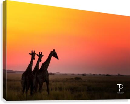 Three Canvas Print