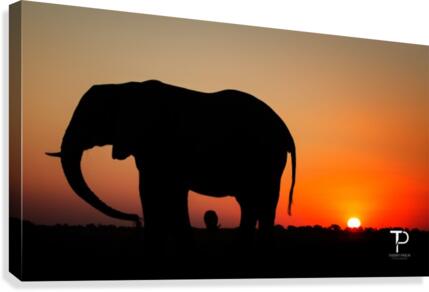 Sunset in Botswana Canvas Print