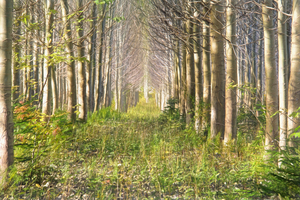 Allee d arbres
