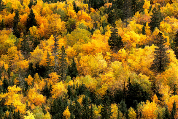 Automne 2a Print