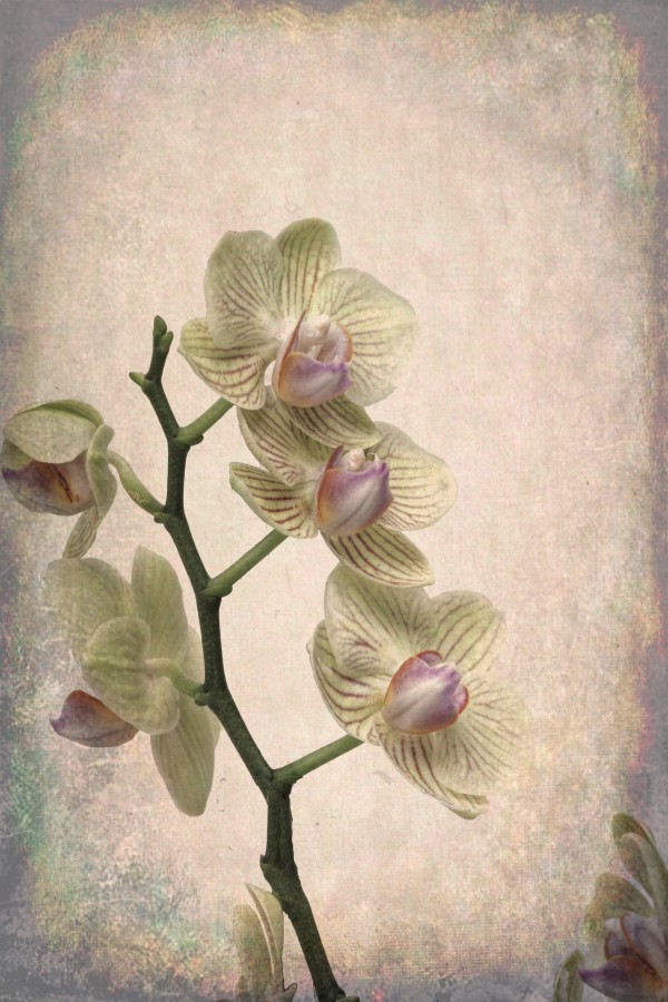 Orchid 1 Print