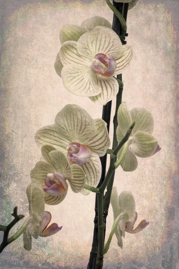 Orchid 2 Print